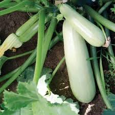 Bianco Di Trieste Zucchini Planting Seeds - Grow Fresh Zucchinis All Year