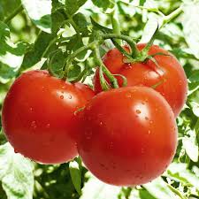 Zac Tomato Vegetable Seeds Planting