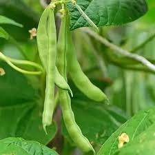 Green Romano Pole Bean Seeds for Vegetable Planting
