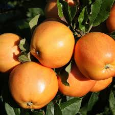 Orange Apple Seeds for Planting  Grow Your Own Unique Fruit