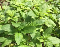 Green Callaloo Vegetable Planting Seeds