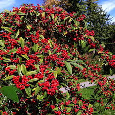 Brown Cotoneaster Seeds for Planting