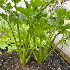 Celery Smallage Vegetable Seeds for Home Gardens