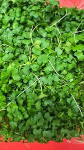 Papalo Porophyllum Ruderale Herb Seeds for Spring and Summer Planting