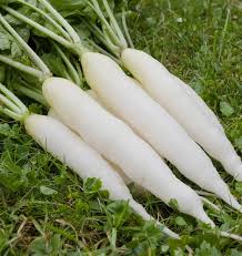 White Radish Seeds for Vegetable Planting