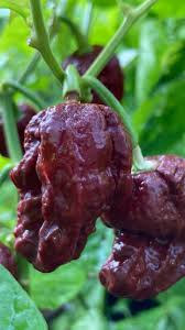 Chocolate Bubblegum Vegetable Seeds for Planting