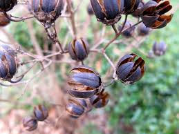 Brown Myrtle Tree Seeds for Planting