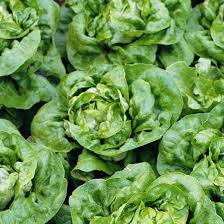 Green Bibb Vegetable Seeds, Essential Planting Tips