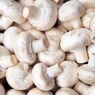 Mycelium Spawn Vegetable Seeds for Easy Planting