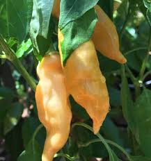 Sugar Rush Peach Pepper Vegetable Seeds for Planting