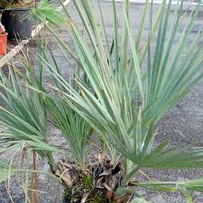 Green Nannorrhops Ritchiana Flower seeds for Planting - Shade Tolerant, Heirloom & GMO Free Seeds for Home Garden