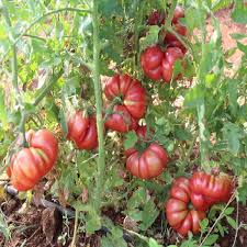 Red Costoluto Tomato Seeds for Vegetable Gardening - Easy Planting