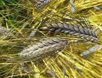 Black Wheat Planting Seeds for Garden