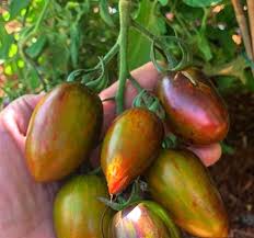 Atomic Tomato Seeds: Ideal for Planting