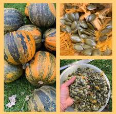 Kakai Hull-Less Pumpkin Seeds for Easy Planting