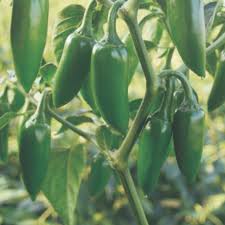 Jalapeno Seeds for Vegetable Planting