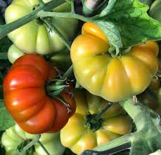 Red Sicilian Togetta Vegetable Seeds - Planting Guide