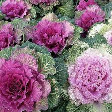 Pink Nagoya Kale Seeds for Planting - Vibrant Vegetable Variety