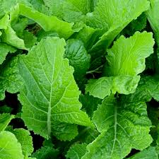 Green Turnip Seeds for Planting