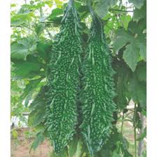 Karela Vegetable Seeds for Easy Planting at Home