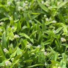 Beijing Plant Seeds: Essential Planting Supplies