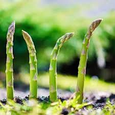Green Asparagus Vegetable Seeds for Home Planting