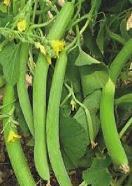 Green Long Melon Vegetable Seeds for Easy Planting