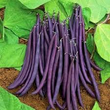 Purple Bean Vegetable Seeds for Planting