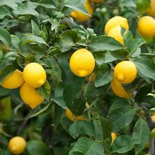 Yellow Citron Citrus Seeds for Easy Planting