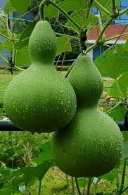 Dipper Pumpkin Seeds for Planting  Grow Your Own Pumpkins