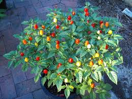 Pequin Chili Seeds for Planting - Vegetable Garden Starter