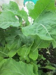 Green Walking Stick Kale Tree Seeds for Easy Planting