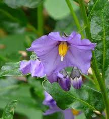 Solanum Flower Seeds for Colorful Garden Blooms  Perfect for Planting and Cultivating Stunning Flower Displays!
