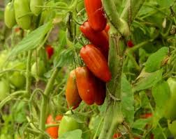 Red Speckle Tomato Seeds for Vegetable Planting