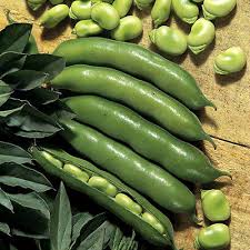 White Dixie Butter Vegetable Seeds for Planting