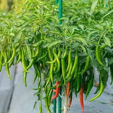 Green Pepper Vegetable Seeds for Easy Planting