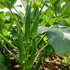 Clemson Okra Seeds for Planting  Premium Quality