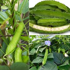 Green Winged Bean Seeds for Easy Planting