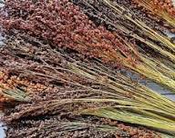 Broom Sorghum Planting Seeds | Ideal for Growing & Harvesting