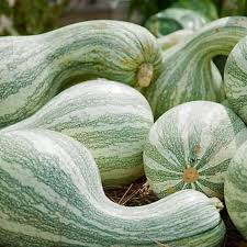Cushaw Pumpkin Seeds for Easy Planting