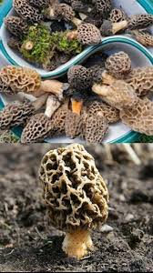 Morchella Esculenta Mushroom Seeds for Planting