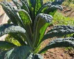 Kale Vegetable Seeds for Easy Planting
