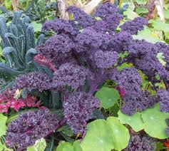 Purple Scarlet Kale Vegetable Seeds for Easy Planting