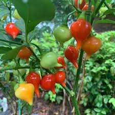 Biquinho Seeds for Home Vegetable Planting