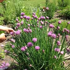 Green Chive Vegetable Seeds - Perfect for Planting