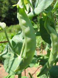 Oregon Sugar Pod Pea Seeds for Planting - Crisp and Sweet Edible Pods