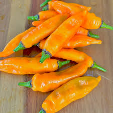 Aji Mango Chile Pepper Seeds for Planting