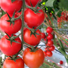 Giant Italian Seeds for Planting: Grow Your Own Stunning Plants