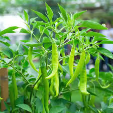 Green Pepper Vegetable Seeds for Easy Planting