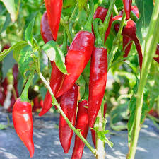 Sweet Hungarian Paprika Seeds for Planting | Flavorful Pepper Seeds for Your Garden